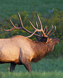 Elk