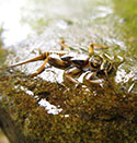 Stonefly on rock